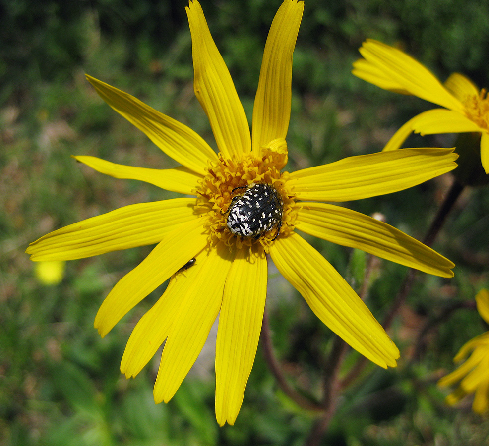 Image of Arnica montana specimen.