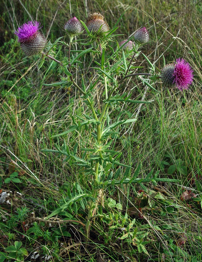 Изображение особи Cirsium polonicum.