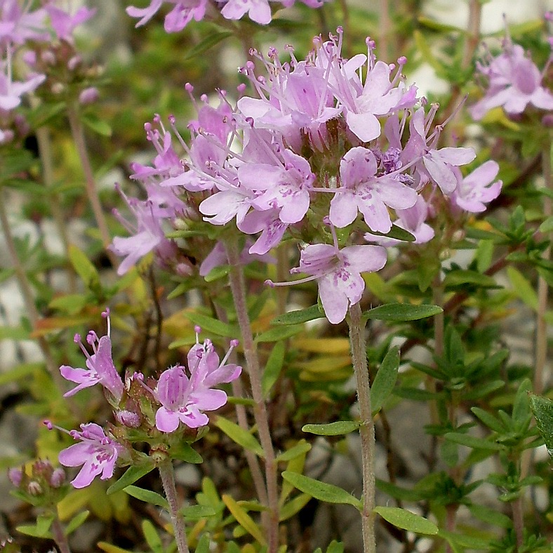 Изображение особи Thymus calcareus.