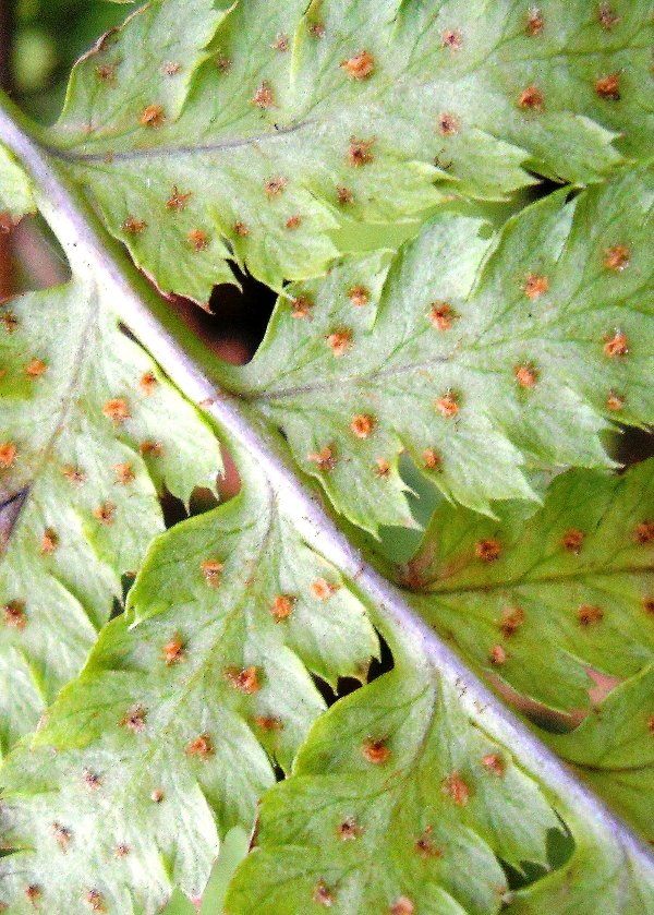 Image of Dryopteris carthusiana specimen.