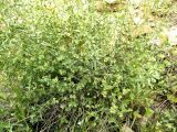 Euphorbia buhsei. Плодоносящее растение. Копетдаг, Чули. Май 2011 г.