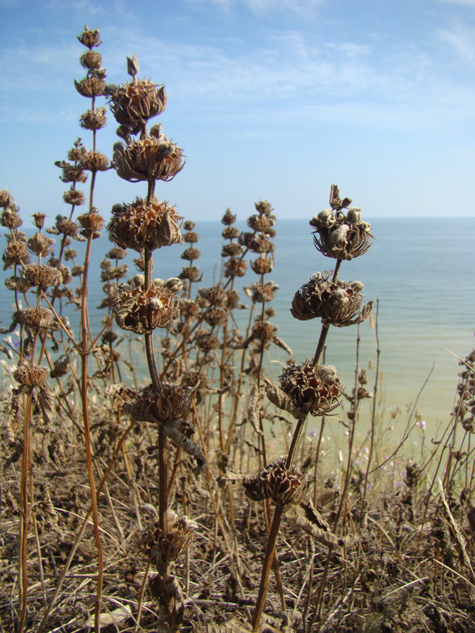 Изображение особи Phlomoides hybrida.