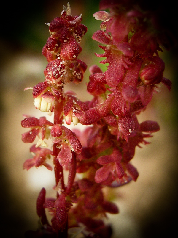 Image of Rumex bucephalophorus specimen.