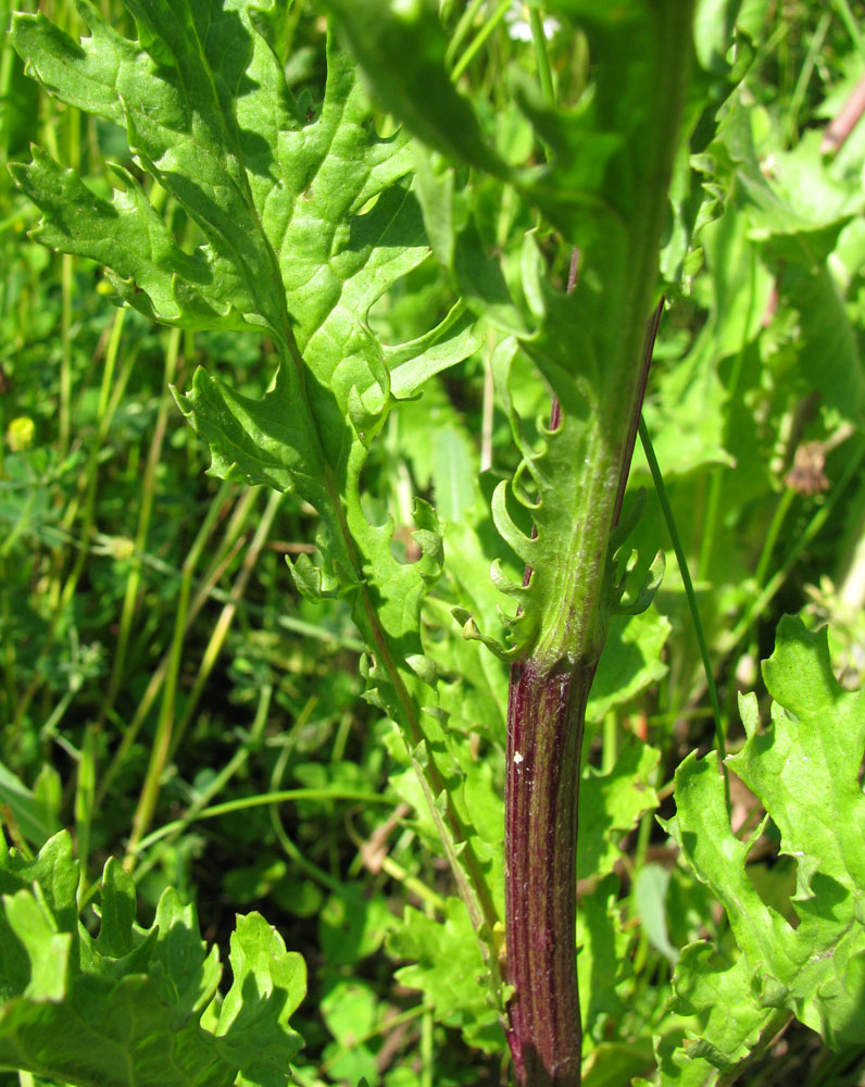 Image of Senecio jacobaea specimen.