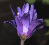 Anemone blanda. Раскрывающийся цветок. Германия, г. Кемпен, в культуре. 14.03.2012.