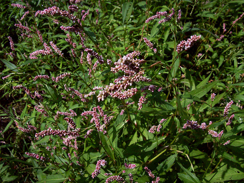 Image of Persicaria maculosa specimen.