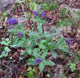 Pulmonaria mollis