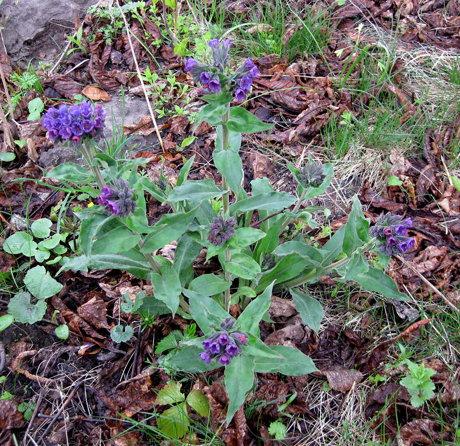 Изображение особи Pulmonaria mollis.