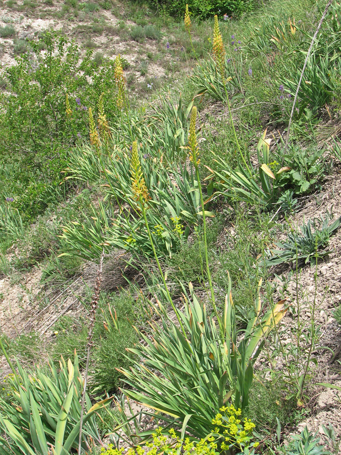 Image of Eremurus spectabilis specimen.