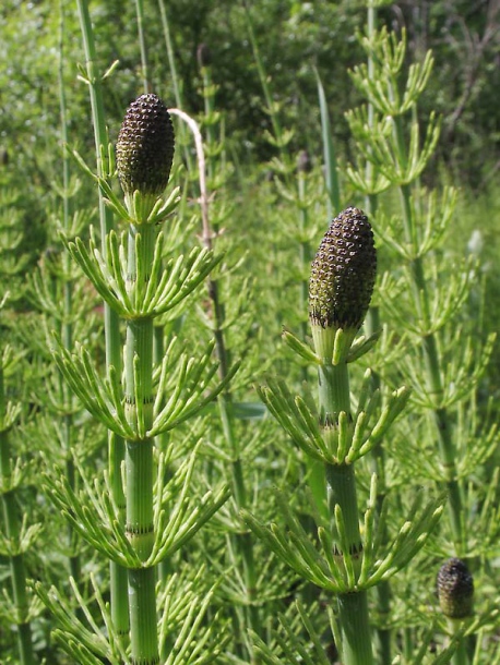 Image of Equisetum fluviatile specimen.