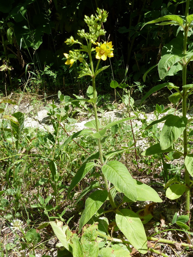 Изображение особи Lysimachia verticillaris.