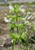 Stachys annua. Верхушка соцветия. Крым, Белогорский р-н, окр. с. Земляничное, у дороги. 23 июня 2012 г.