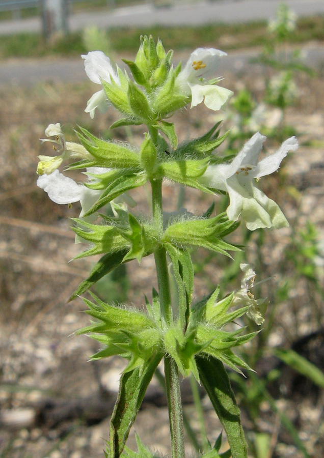 Image of Stachys annua specimen.