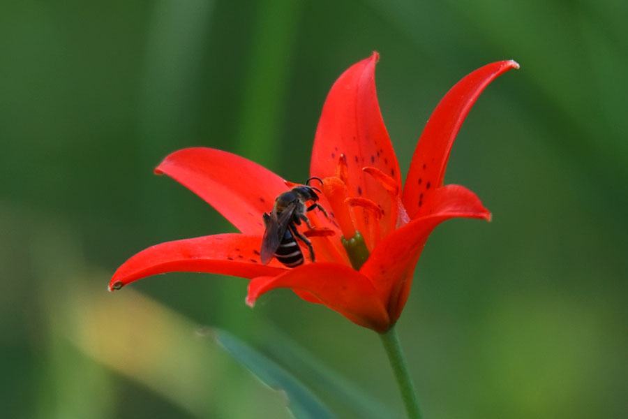 Изображение особи Lilium buschianum.