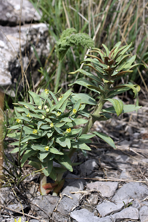 Изображение особи Euphorbia rapulum.