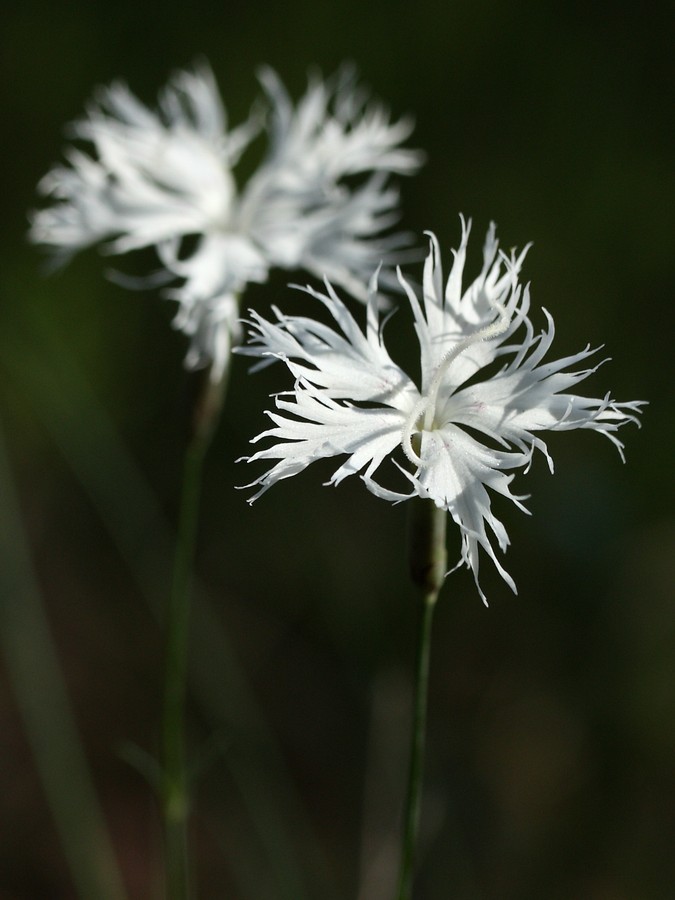 Изображение особи Dianthus borussicus.