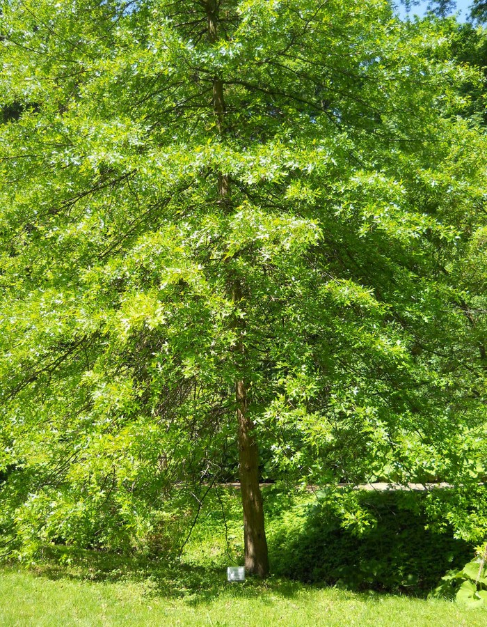 Image of Quercus palustris specimen.