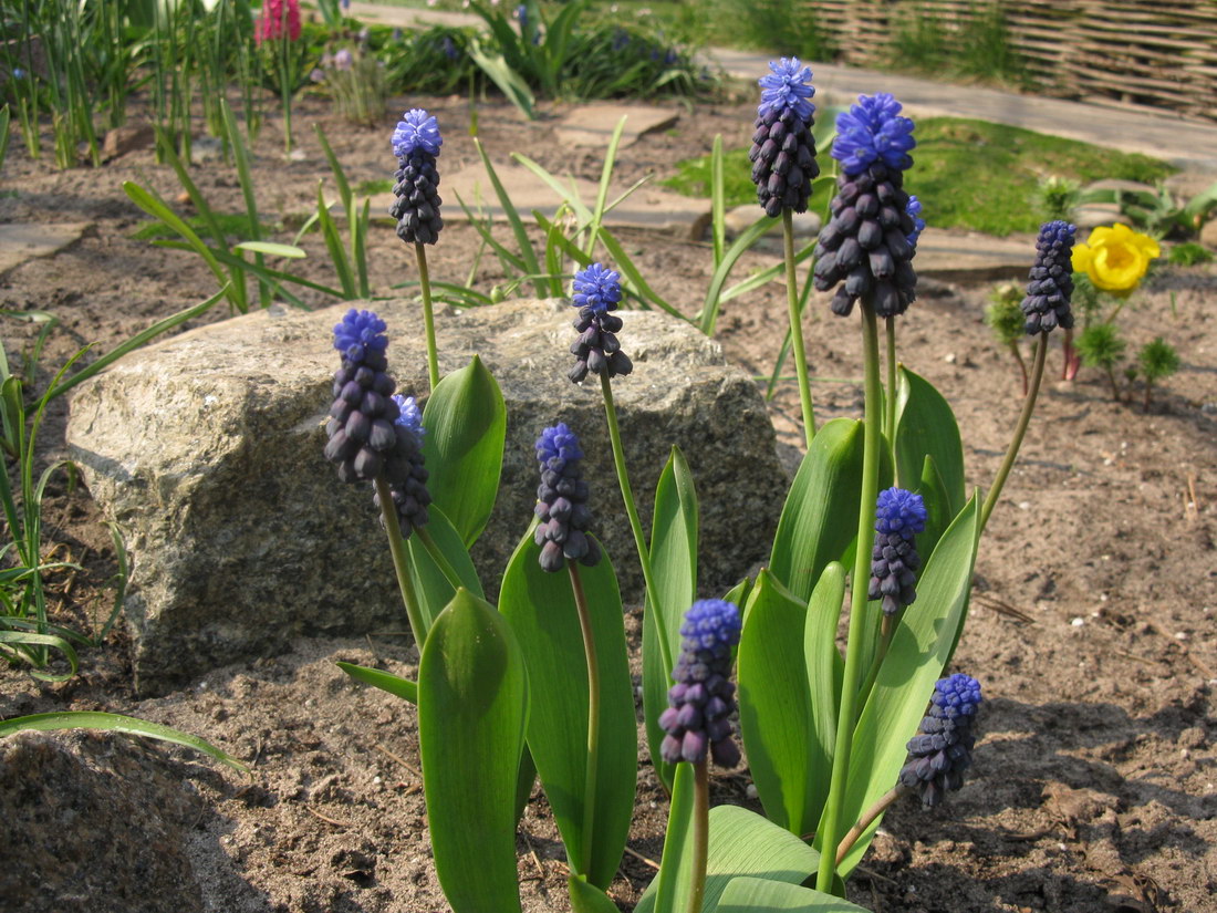 Изображение особи Muscari latifolium.