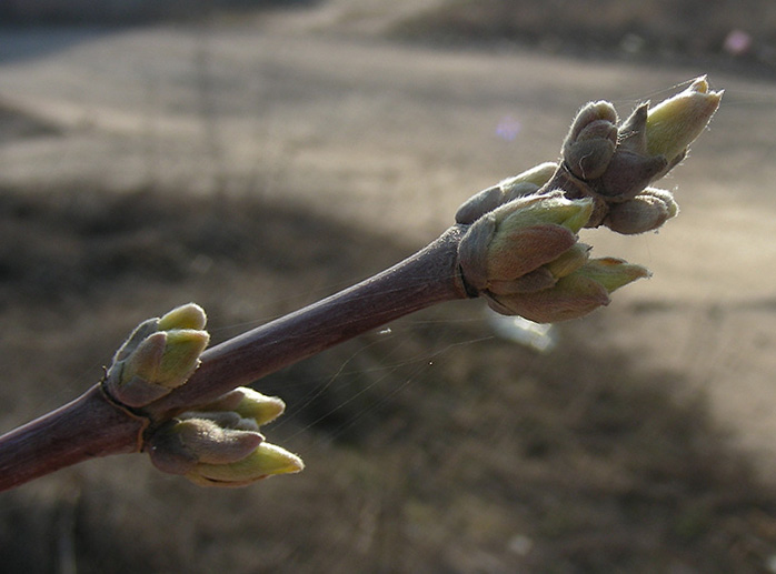 Image of Acer negundo specimen.