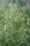 Anisantha tectorum