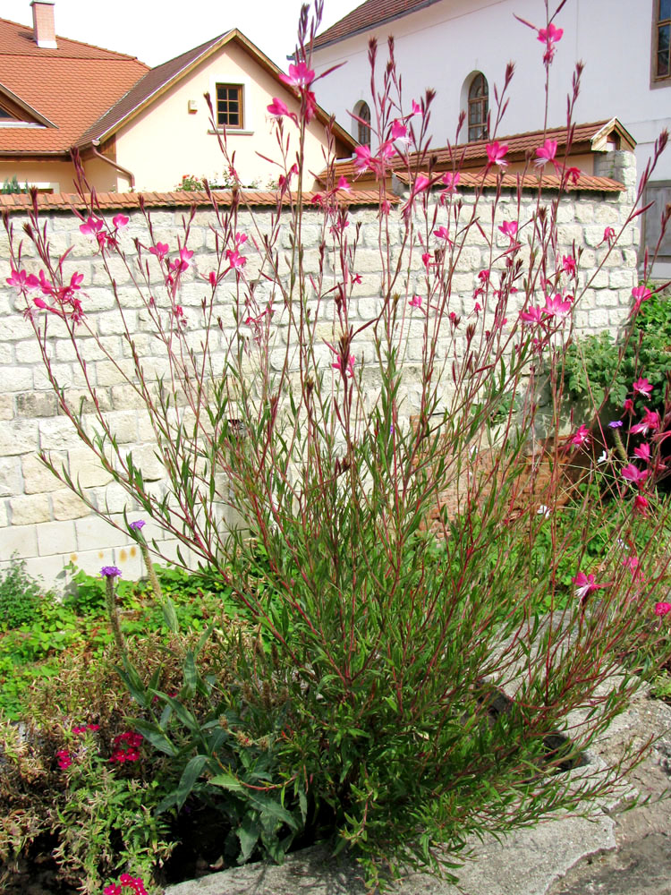 Изображение особи Gaura lindheimeri.