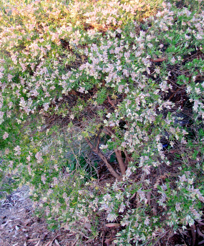 Image of genus Genista specimen.