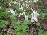 Corydalis caucasica. Цветущие растения. Украина, Киев, Национальный ботанический сад, ботанико-географический участок кавказской флоры. 19.04.2010.