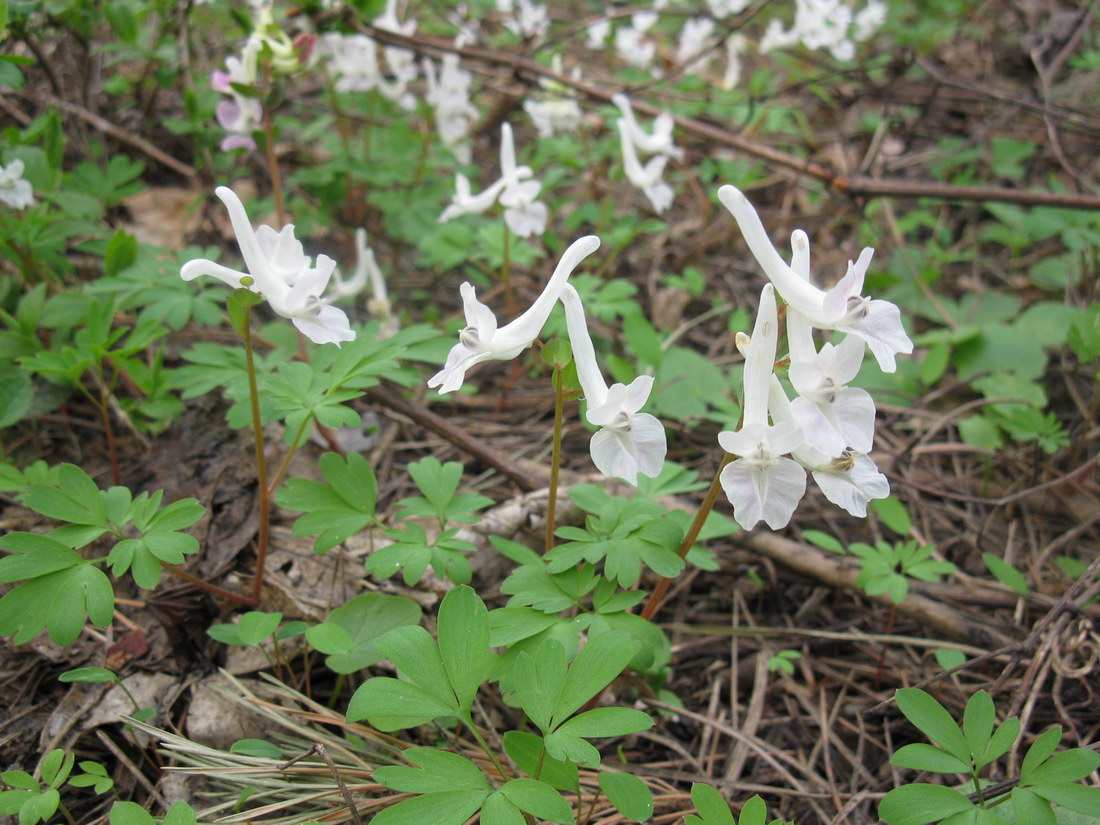 Image of Corydalis caucasica specimen.