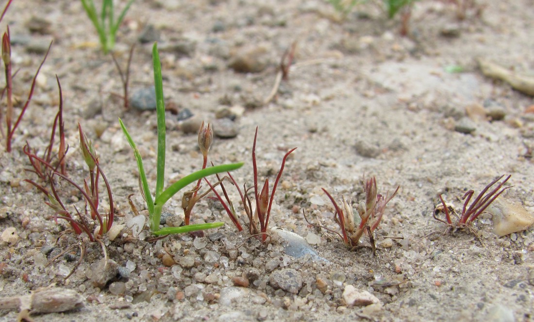 Image of Juncus minutulus specimen.