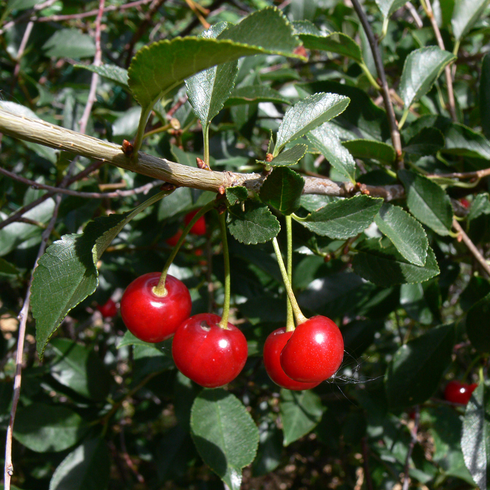 Image of Cerasus vulgaris specimen.