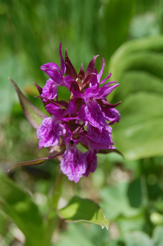 Изображение особи Dactylorhiza euxina.