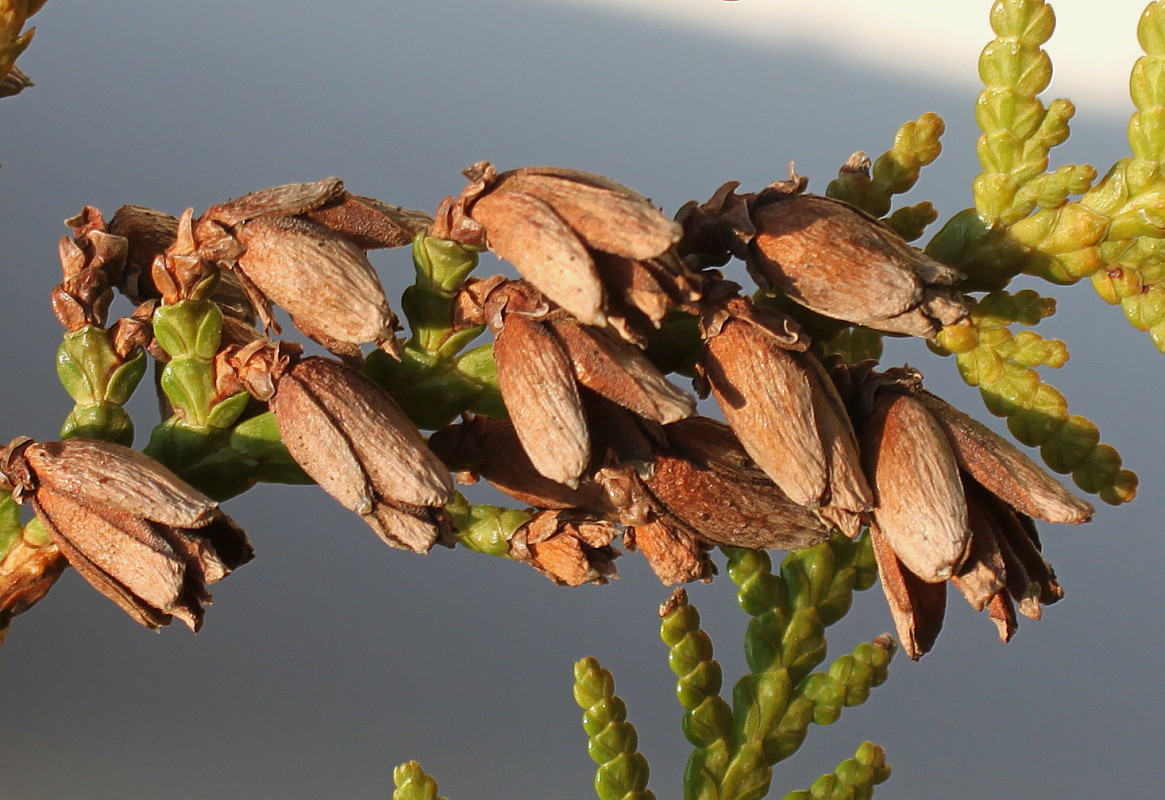 Image of Thuja occidentalis specimen.