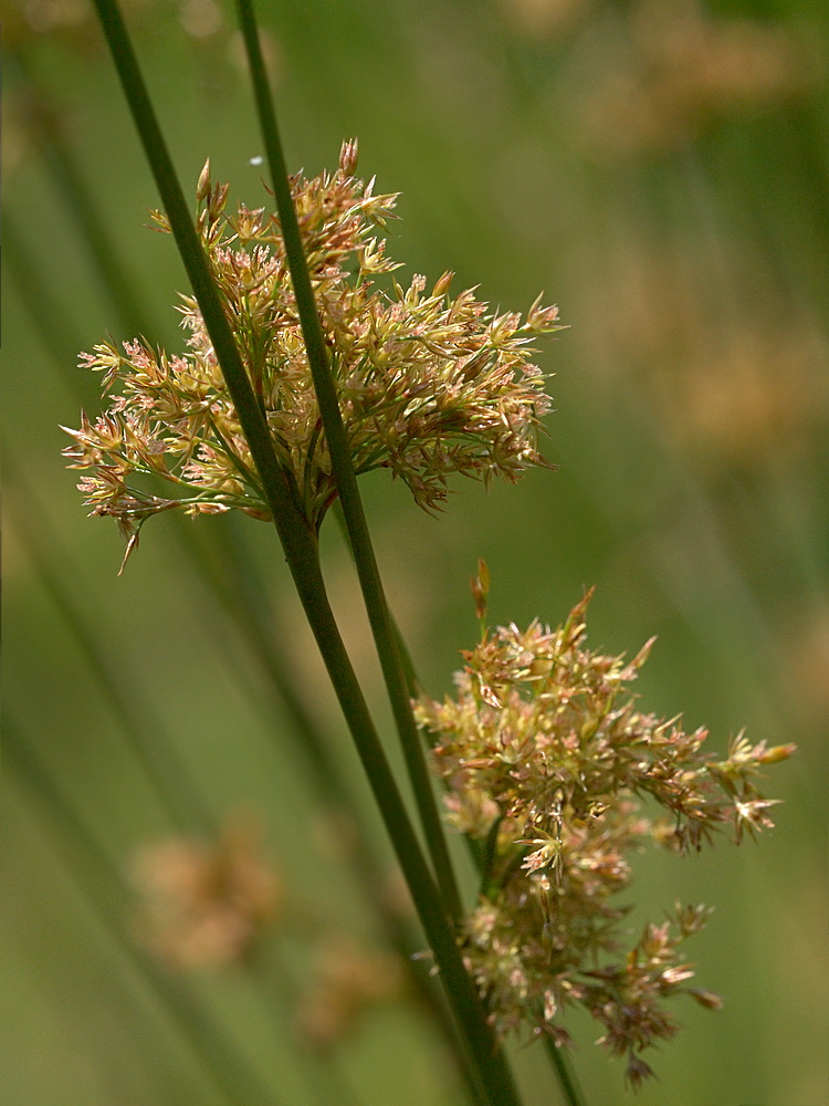 Изображение особи Juncus effusus.