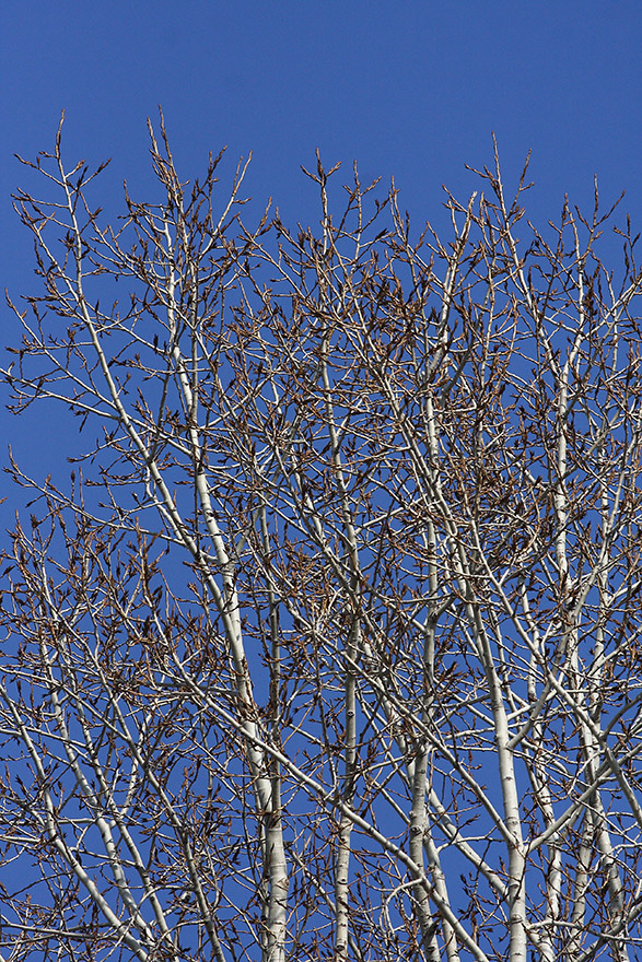 Изображение особи Populus suaveolens.