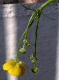 Ranunculus polyanthemos