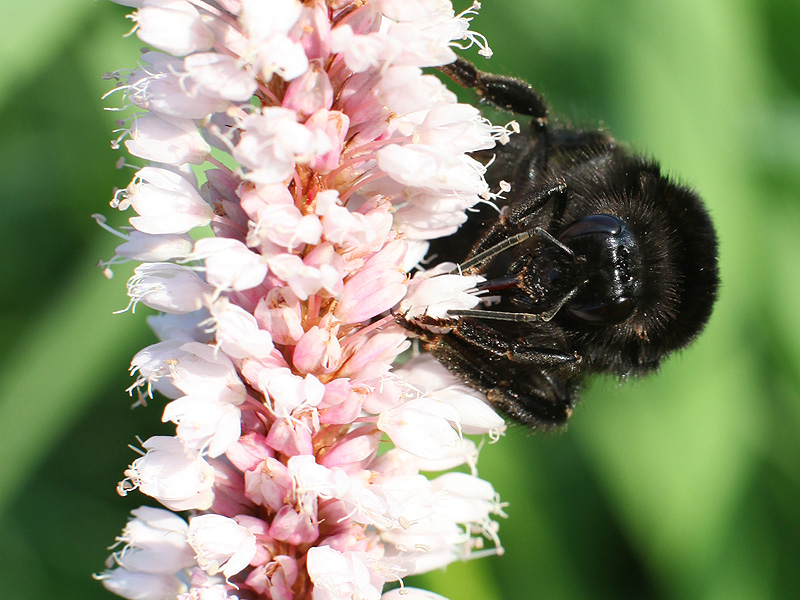 Изображение особи Bistorta officinalis.