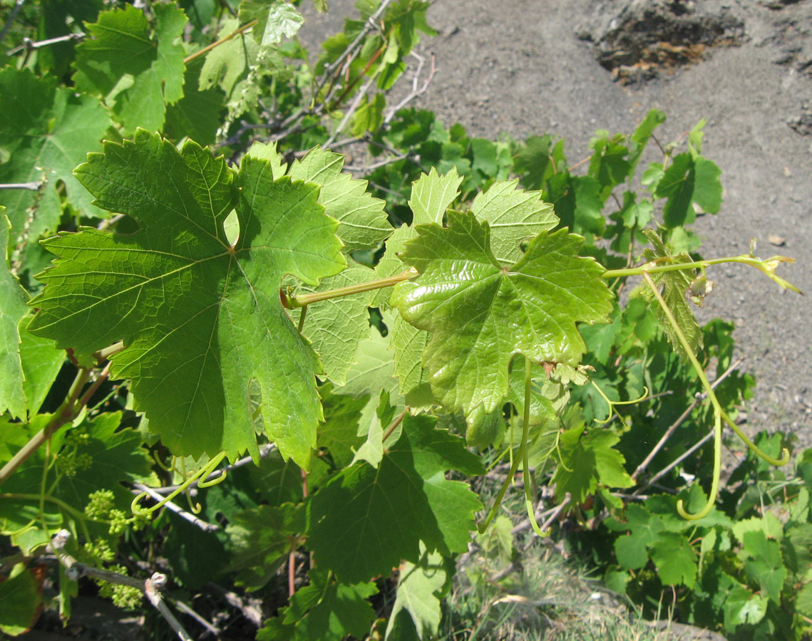 Изображение особи Vitis vinifera.