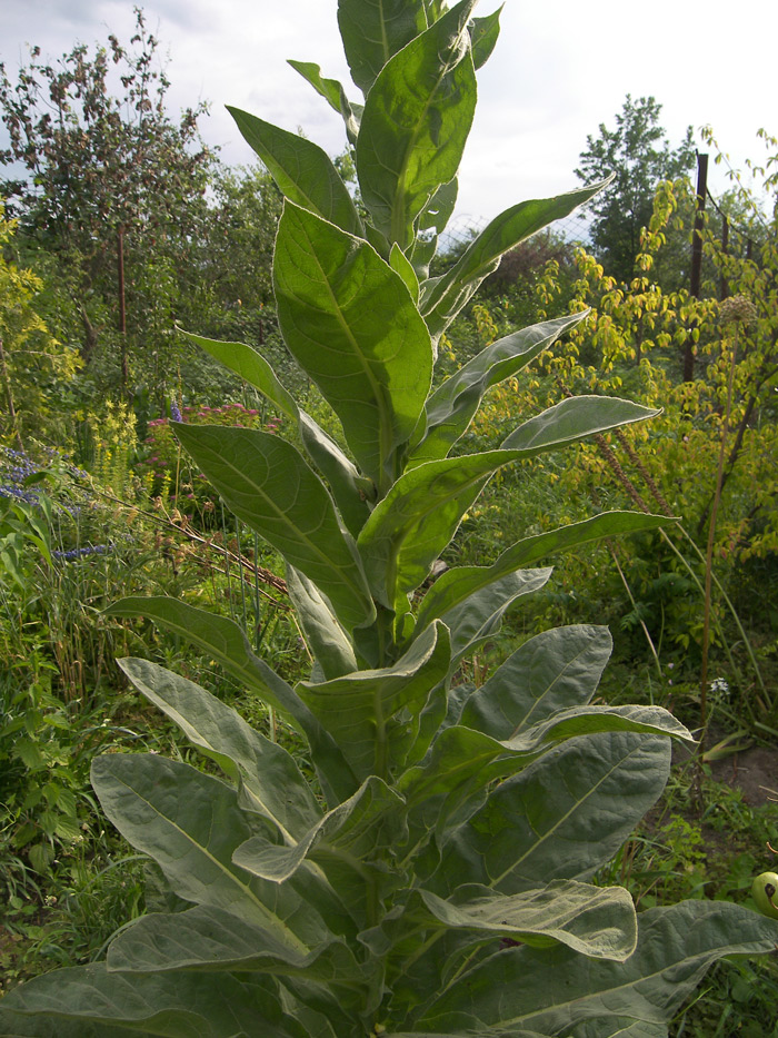 Image of Verbascum thapsus specimen.