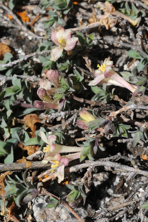 Image of Lonicera humilis specimen.