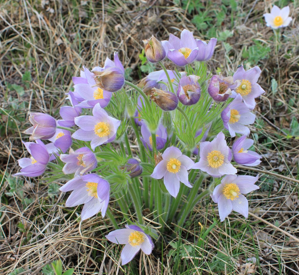 Image of Pulsatilla multifida specimen.