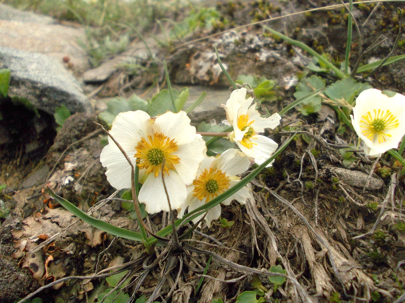 Изображение особи Ranunculus crenatus.
