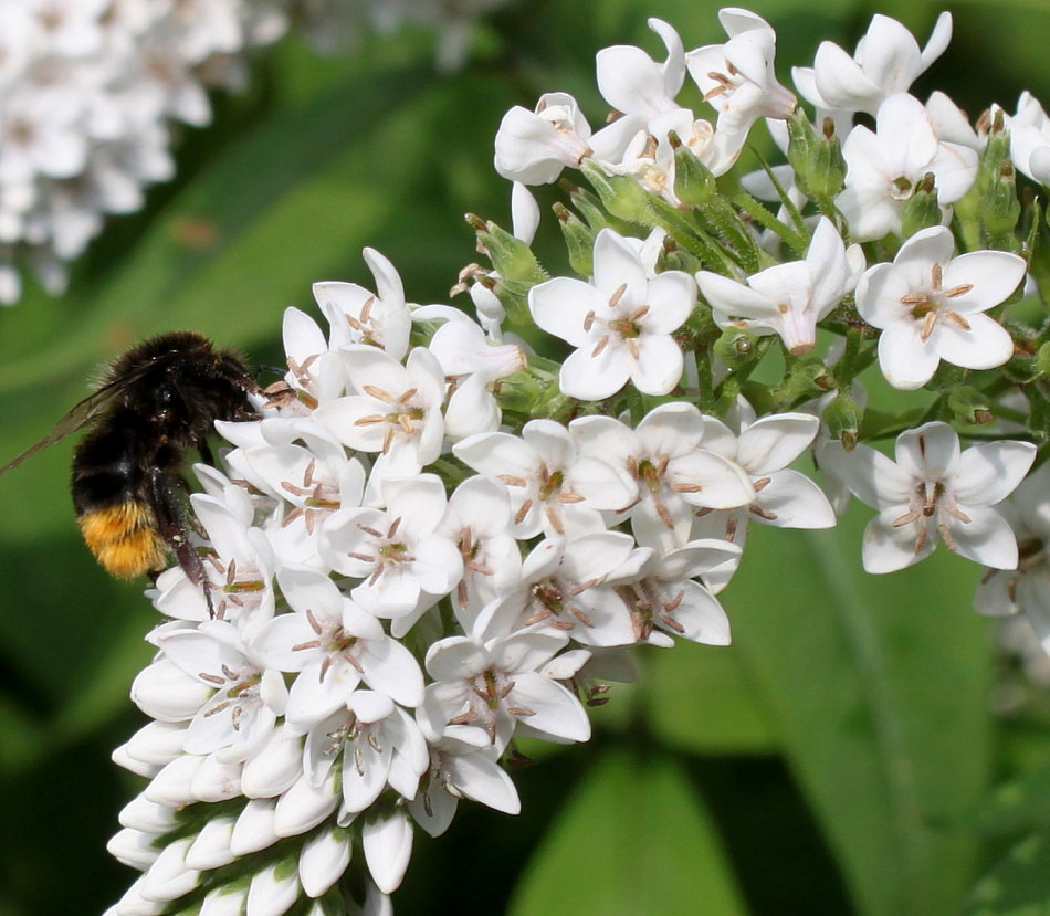 Image of Lysimachia clethroides specimen.