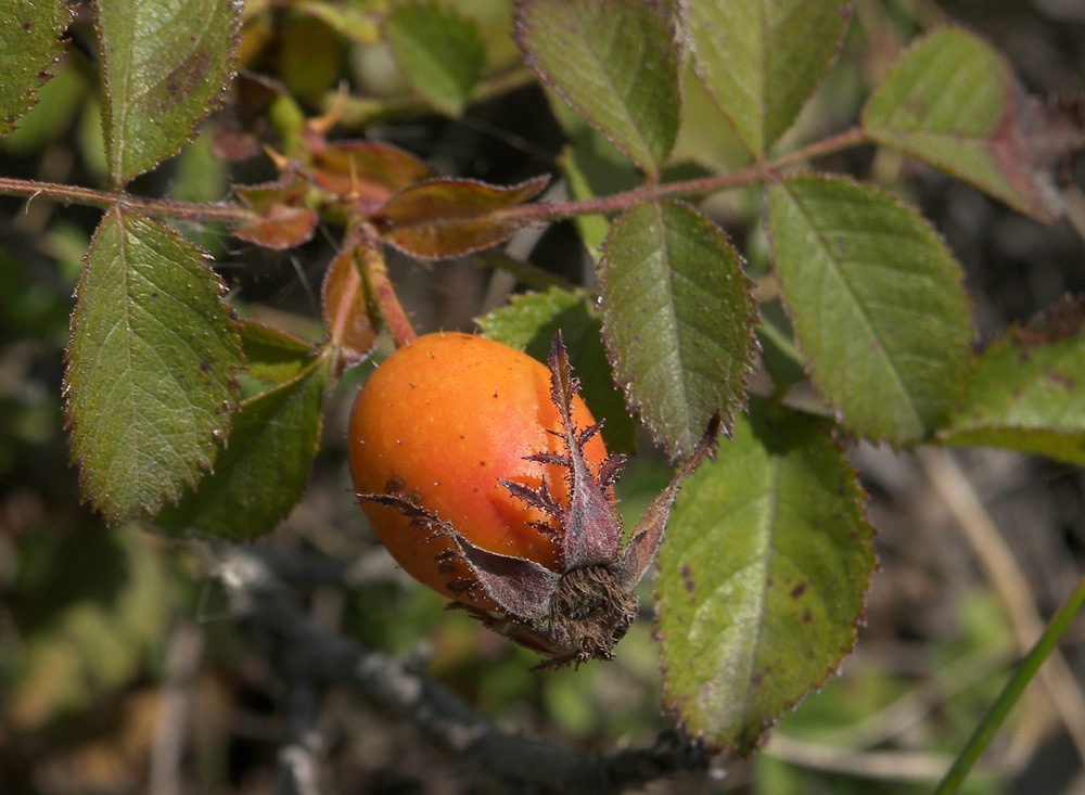 Image of Rosa gallica specimen.