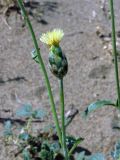 Amberboa turanica. Соцветие. Узбекистан, Бухарская обл., бугристые пески южнее озера Денгизкуль. 04.06.2009.