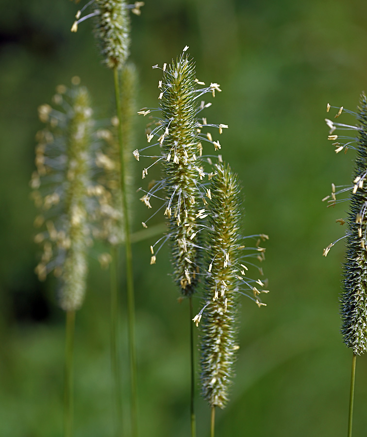 Изображение особи Phleum pratense.