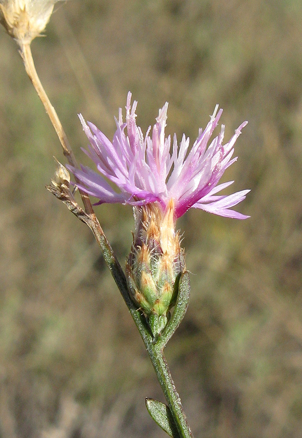 Image of Centaurea caprina specimen.