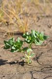 Euphorbia densa. Цветущее растение. Южный Казахстан, восточная граница пустыни Кызылкум. 07.05.2013.