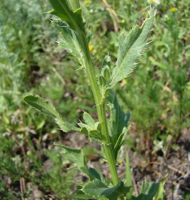 Image of Cirsium setosum specimen.