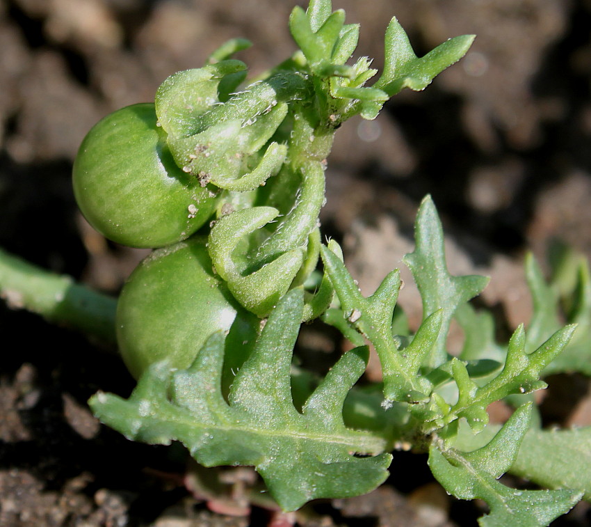 Изображение особи Solanum triflorum.