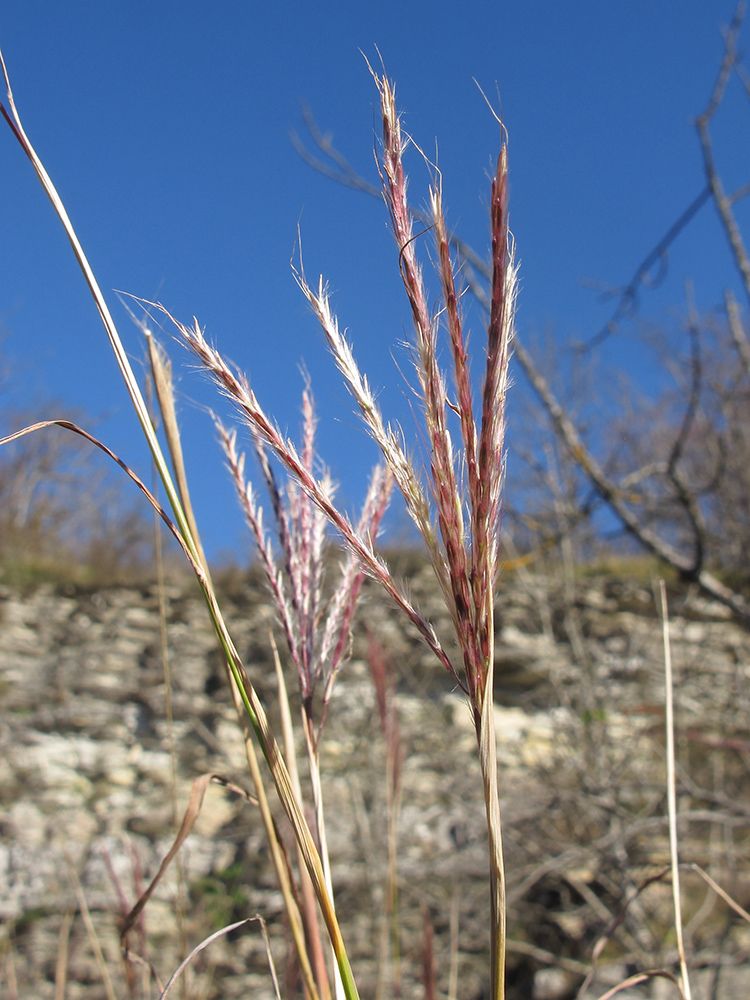 Image of Bothriochloa ischaemum specimen.